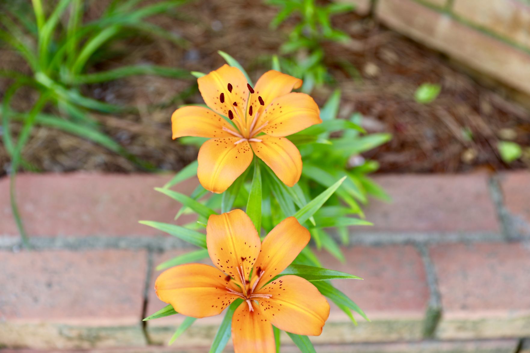 Amaryllis Bloom